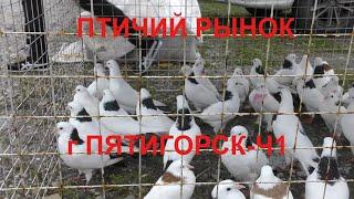 Голуби птичий рынок г Пятигорск-ч1 Pigeons bird market in Pyatigorsk-ch1