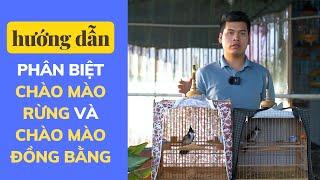 CÁCH PHÂN BIỆT CHÀO MÀO RỪNG VÀ CHÀO MÀO ĐỒNG BẰNG