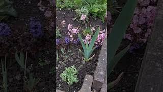  Украшаю сад новыми покупками. Маленькая Левизия пополнила большую семью моих зеленых питомцев 🪷