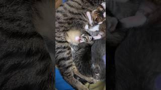 #tabby kitten dreaming of what's right in front of her.. #fosterkittens #rescue #babyanimals