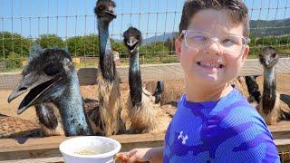 DINOSAUR BIRDS!!! CALEB and Dad FEED GiANT DINOSAUR BIRDS at the OSTRICH FARM! LEARN about ANIMALS