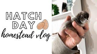 HATCH DAY | HOMESTEAD VLOG