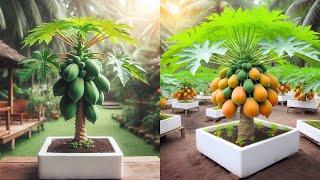 Ready to grow your own super beautiful dwarf papaya tree at home