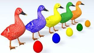 Learn Colors with Animals Cartoon for Children Ducks and Surprise Eggs  Learn Animal Name & Sound