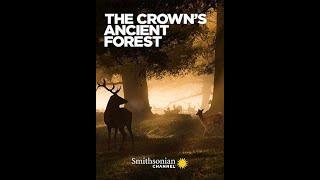 Королевский лес / The Crown's Ancient Forest