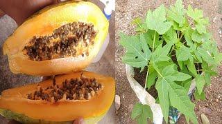 How to propagate papaya from seeds?|Low cost method of papaya propagation from seed with good result