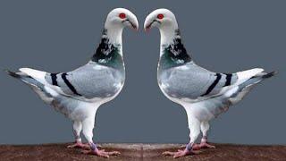 German beauty homer pigeons breeds | fancy pigeon farm | Black beauty homer pigeon videos