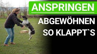  Wie du deinem Hund das Anspringen abgewöhnen kannst! ️ Praxisvideo ️