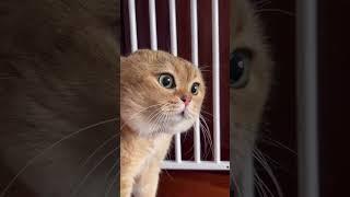  "Kitten Chronicles: A Series of Funny and Cute Videos of Kittens "