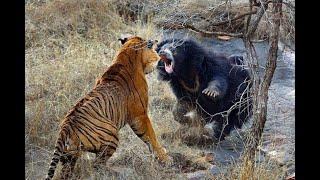 Mother Bear Fights Tiger to Save Her Cub in Dramatic Video | Nat Geo Wild