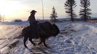 Alberta man rides his buffalo to the grocery store