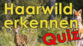 Haarwild Quiz - Wild Erkennen und Bestimmen Quiz