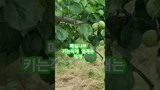 매실 나무  옆으로 뻗은 가지 하나 에 매실 열매가 다닥 다닥 #농사노하우 #매실청 #건강한먹거리