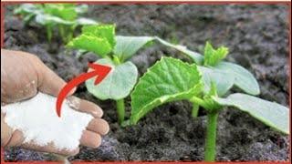 Just 1 tablespoon and cucumbers will grow overnight! You won't be able to harvest them all!