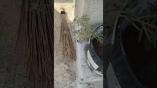 Terrace gardening | VPS 143 | #shorts #youtube #youtubeshorts #flowers #trend