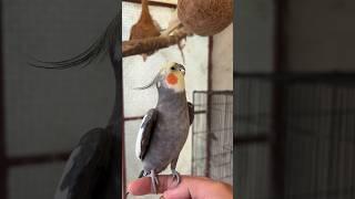 Crow Cockatiel aur Rio Cockatiel Ache Dost Hai | Daily Pet Vlogs #birds #cockatiel #mastercage