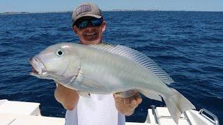 Eating a Fish That Could Poison Me... Catch, Clean and Cook- Blueline (Grey) Tilefish