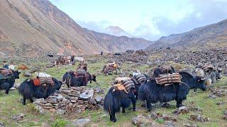 Himalayan Village Life | Rainy Day | The Yak Farm | Dolpa | Nepal | Real Nepali Life |