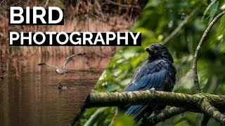 5 Tips for Bird Photography | Tutorial Tuesday