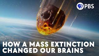 How a Mass Extinction Changed Our Brains