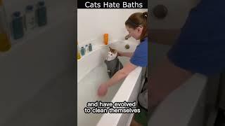 Why do Cats hate taking baths