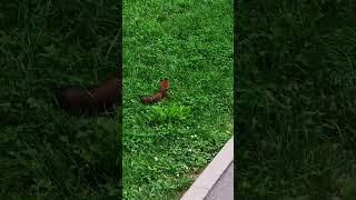 Squirrel in Moscow park #moscow #nature #subscribe