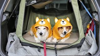 corgi wears corgi clothes