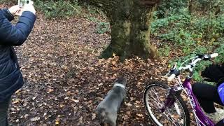 Blue Staffordshire Bull Terrier is trying to jump on tree