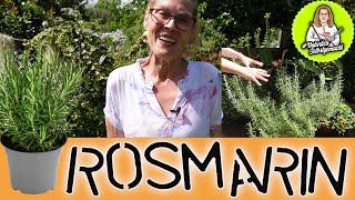 Rosmarin Winterhart? Im Garten und Topf Tipps & Tricks wie euer Rosmarin den Winter übersteht