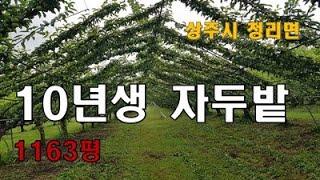 (매물번호 7202)경상북도 상주시 청리면 삼괴리 자두과수원, 생산관리지역, 10년생 자두(추이, 도남), 지하수, 농사용전기 들어옴,  1163평의 자두밭으로 생산량이 많을 시기