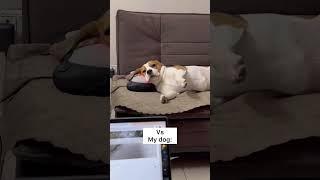 Me vs my dog on Monday mornings #doodlethebeagle #shorts #youtubeshorts #dog #beagle #lazy