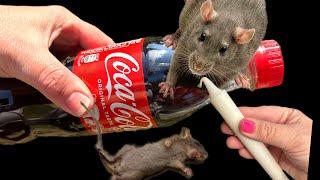 Get rid of MICE AND RATS with COCA COLA! Vermin are definitely running away