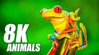 Wild Animals Collection in 8K TV HDR 60FPS ULTRA HD