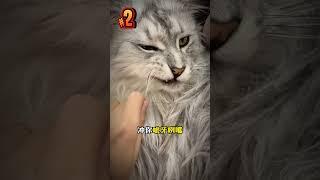 撸猫禁忌！5个部位摸了会暴走🈲 #新手养猫﻿ ﻿#养猫经验分享﻿ ﻿#科学养猫﻿ ﻿#猫咪行为学﻿ ﻿#养猫必看﻿ ﻿#养猫知识﻿ ﻿#养猫攻略﻿ ﻿#猫咪冷知识﻿ ﻿#养猫生活  #貓咪 #萌寵