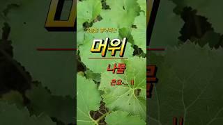 머위나물 재배 환경과 번식요령 입니다. #머위나물 #번식법  #그늘작물