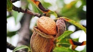 Farming Almonds - by Curiosity Quest