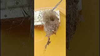Build Technology of sparrow|#shorts#sparrow#shortvideo#ytshortsindia #trendingshorts#trending #birds