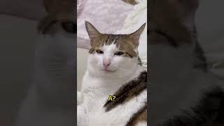 СМЕШНЫЕ ЖИВОТНЫЕ С ОЗВУЧКОЙ | Озвучка от Ромео | ВИРУСНЫЕ ВИДЕО | #cat #funny #рекомендации