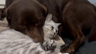 Giant Labrador Hugs Tiny Kitten in Warm Embrace!