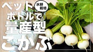 【チート級の生産性】こかぶをペットボトル水耕栽培で大量生産する方法｜種まきから収穫まで｜春・秋・冬の種まき対応