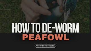 How to De-Worm Peafowl and Peachicks