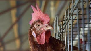 Gov. Reynolds extends disaster proclamation for bird flu in Siouxland