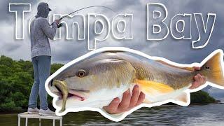 Crushing Tampa Bay Redfish on Artificials