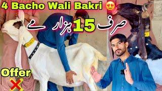 Muneer Goat Farm Ki Bakriyon Ki Pore Karachi Me Dhoom || Kamori, Ghulabi Or Pateri || Bakra Mandi