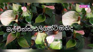 ️ එලිගන්ට්  ලස්සන  මල් එක්ක ප්ලාන්ට්  ඔනිද 0764090776️