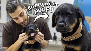 Playful Rottweiler Puppy Kisses The Vet! ( So Adorable And Smart! )