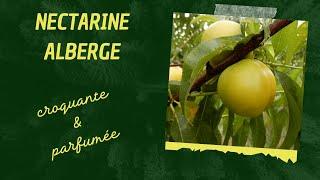 NECTARINE ALBERGE