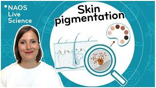 Skin pigmentation