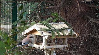 Heimische Vögel im Spätherbst am Haus beobachtet