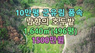 10만평 균유림안에 위치한 정남향 싼 토지 #안동부동산#싼땅#시골땅#경북땅#촌땅#가족묘터